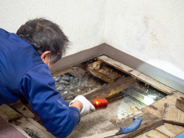 Best Toxic Mold Removal  in Munsons Corners, NY