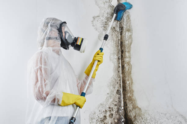 Best Local Mold Removal Service  in Munsons Corners, NY