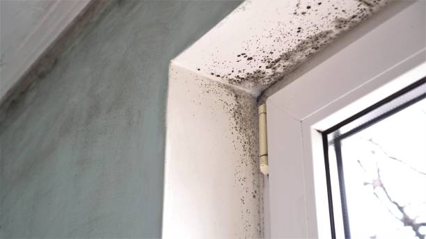 Best Toxic Mold Removal  in Munsons Corners, NY