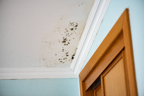 Mold Testing and Removal in Munsons Corners, NY