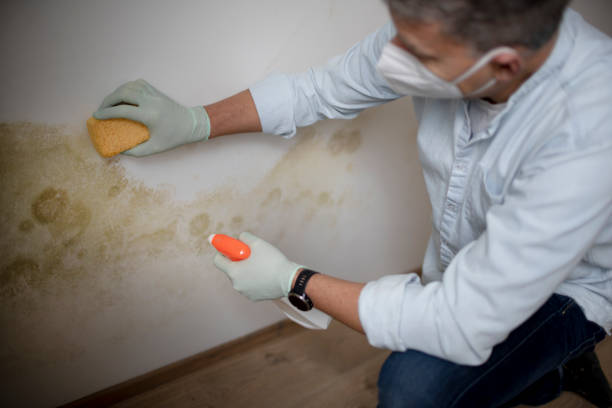 Crawl Space Mold Removal in Munsons Corners, NY