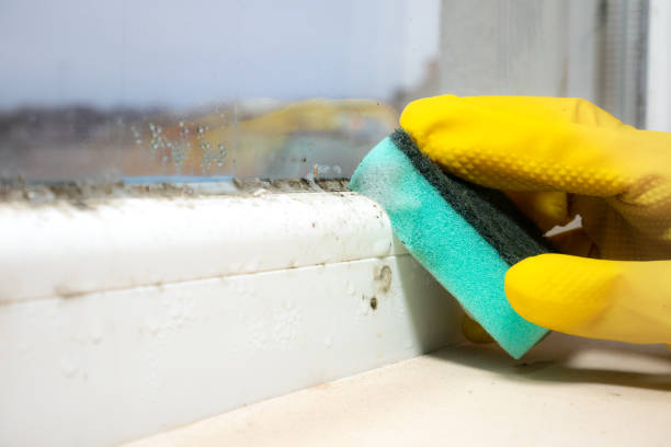 Best Best Mold Removal Companies  in Munsons Corners, NY