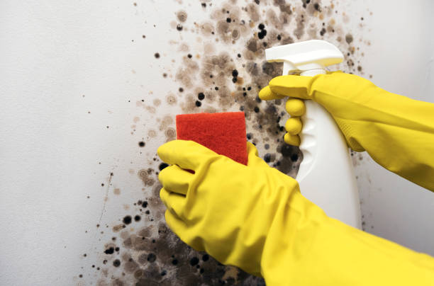 Best Mold Testing  in Munsons Corners, NY