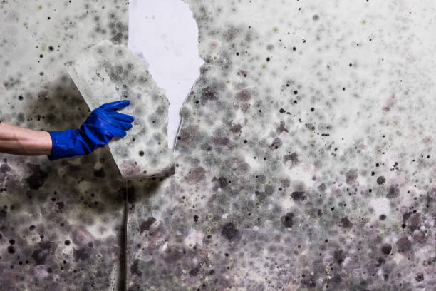Certified Mold Removal in Munsons Corners, NY