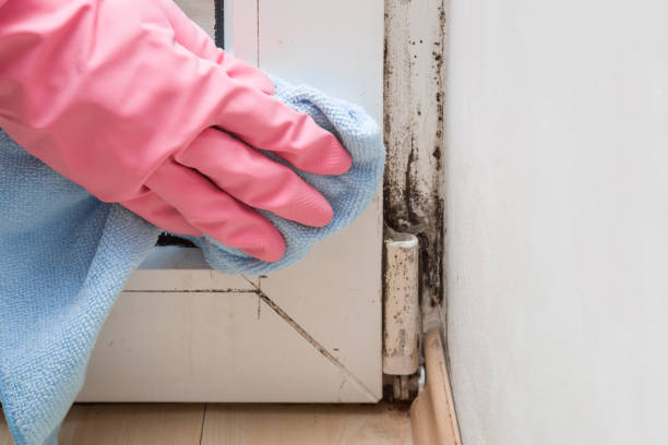 Best Attic Mold Removal  in Munsons Corners, NY