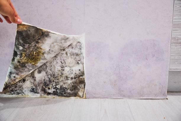 Best Local Mold Removal Service  in Munsons Corners, NY